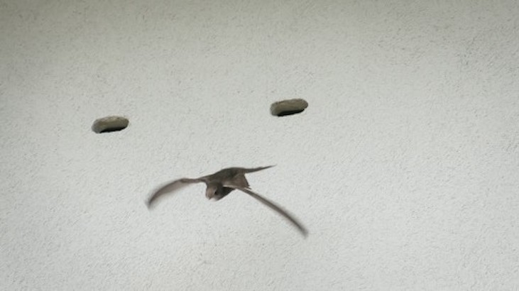 a swift exiting its nest