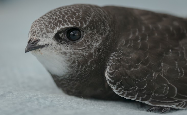 a fledgling swift