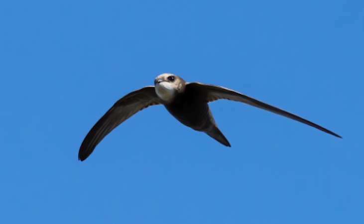 A swift flying, and possibly sleeping