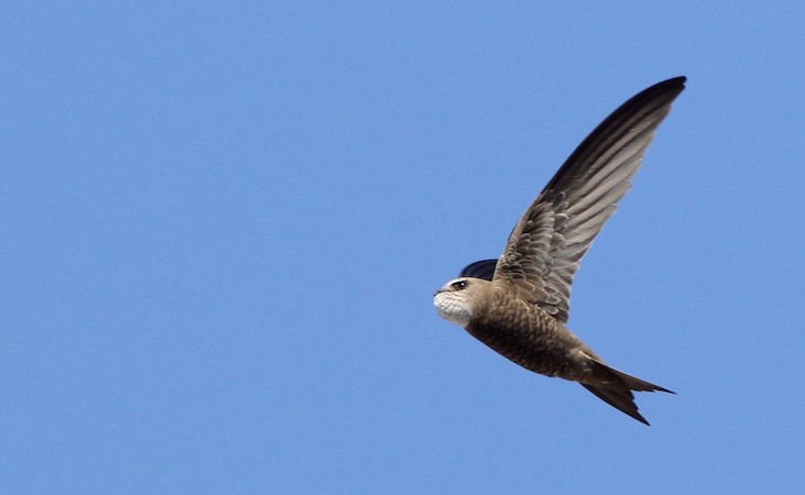 A swift with a visible food pouch