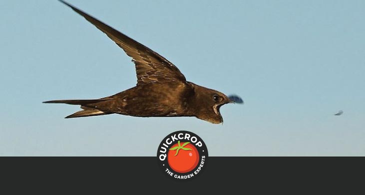 Swift header image (with Quickcrop logo)