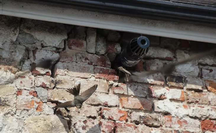 Swifts nesting in an old wall