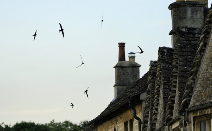 Swifts flying over rooftops
