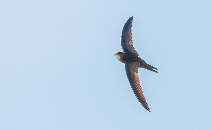 Common swift in flight
