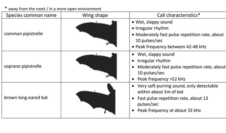 Table showing bat call characteristics