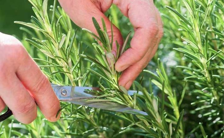 Taking rosemary cuttings