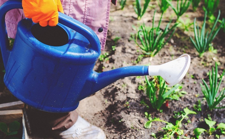 a watering can is often used to apply plant feed a watering can is often used to apply plant feed