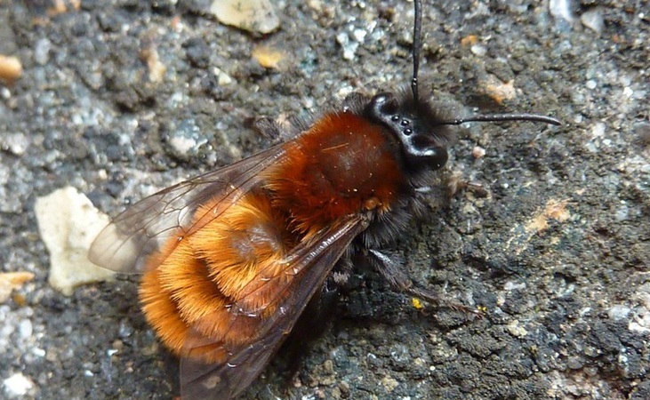 tawny mining bee - Flickr image by Dluogs tawny mining bee - Flickr image by Dluogs