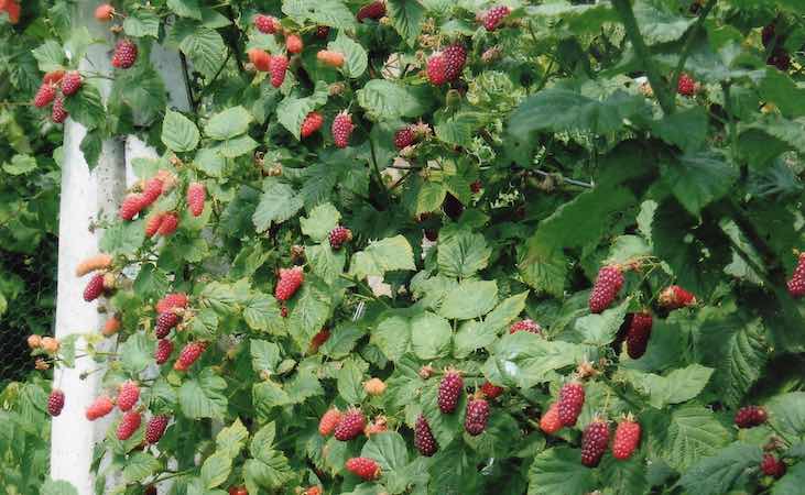 Tayberry bare root fruit