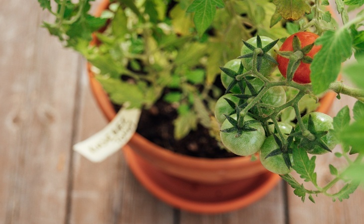 a Tomato plant in a pot a Tomato plant in a pot