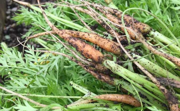 Carrot thinnings