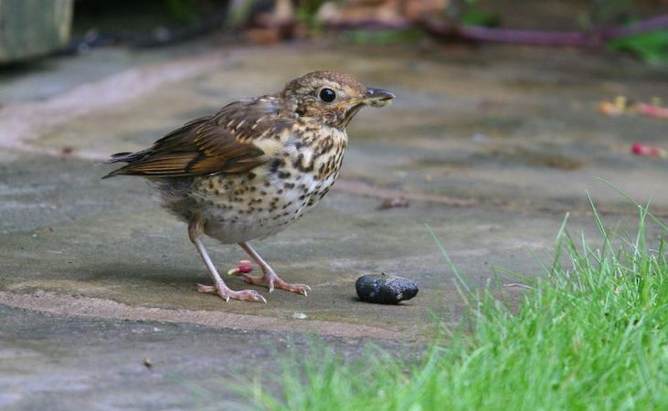 Thrush eating slug