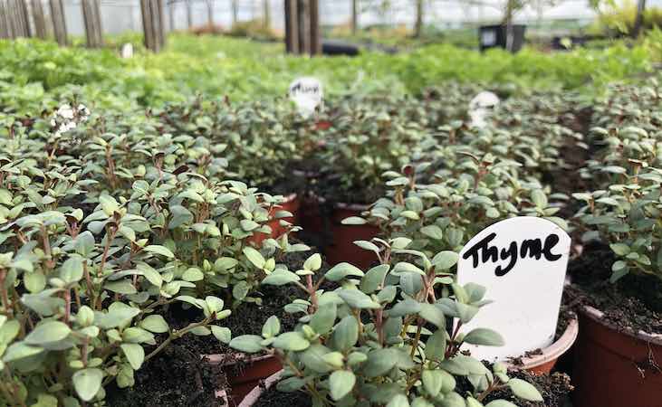 Thyme growing healthily in the nursery