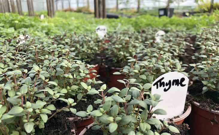 Thyme seedlings in the nursery