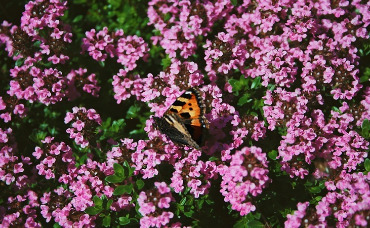 Thyme in flower, visited by a butterfly