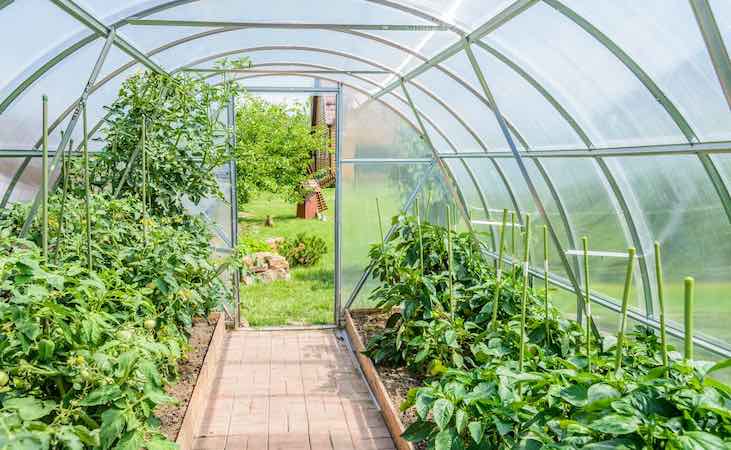 Neat and tidy polytunnel