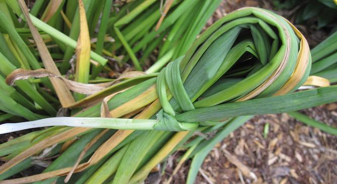 Daffodil stalks ties up