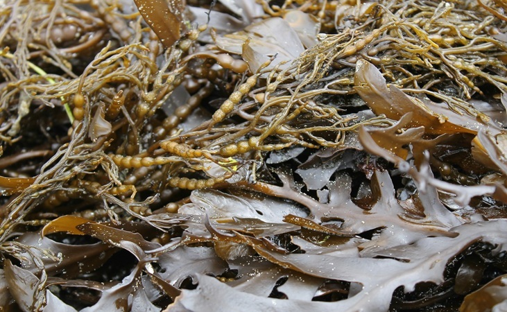 seaweed along a shore seaweed along a shore