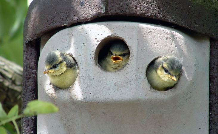 tits availing of a Schwegler nest box