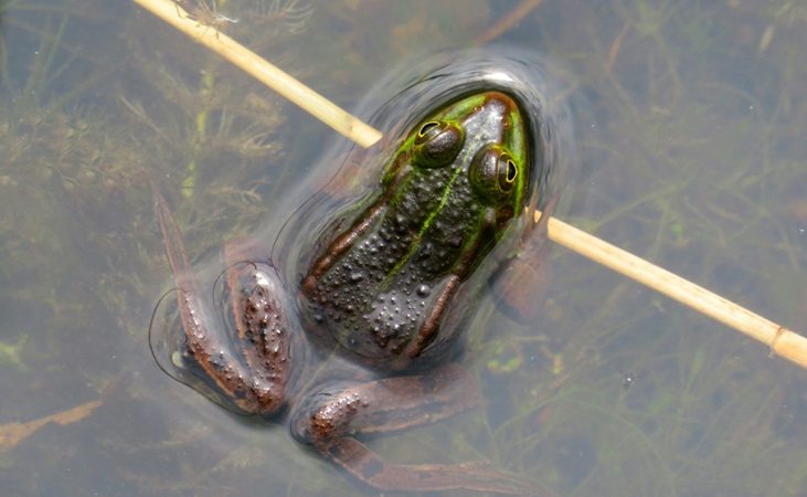 a growing frog a growing frog