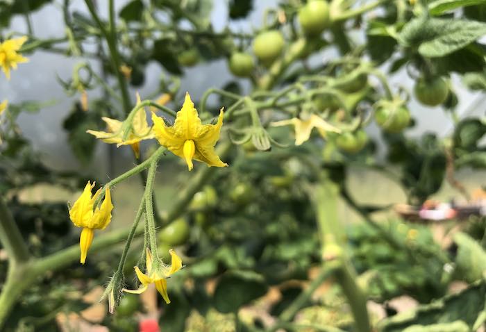 Poor pollination in tomato plants