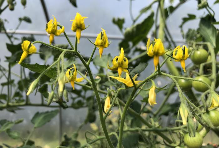 Tomato Flowers and pollination problems