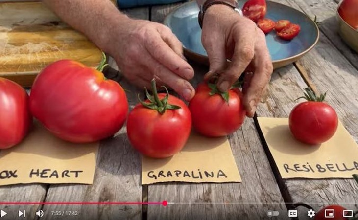 Tomato Grappelina
