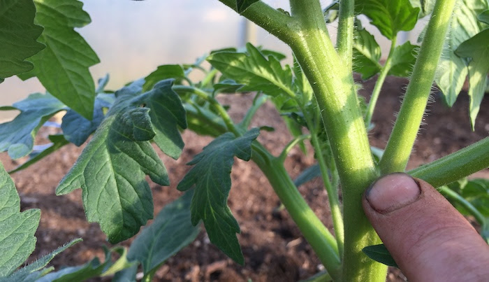 Pruning Side Shoots on Tomatoes