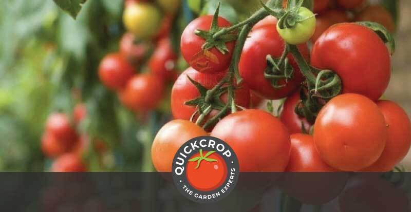 Tomato header image with Quickcrop logo