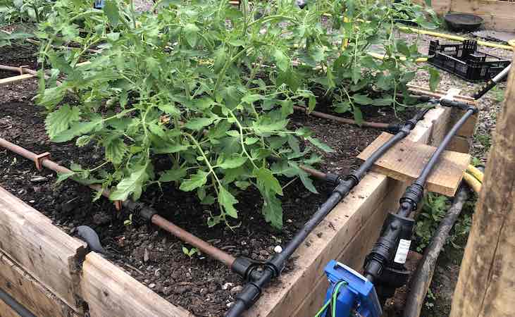 irrigation system in the polytunnel