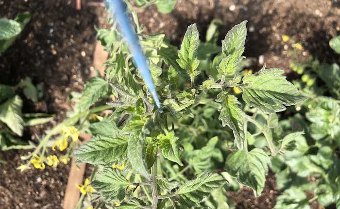 Tomato plant growing up twine