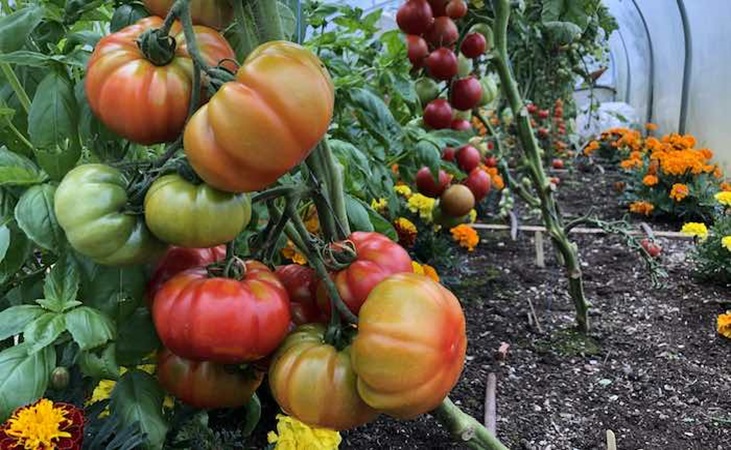 tomato marmande