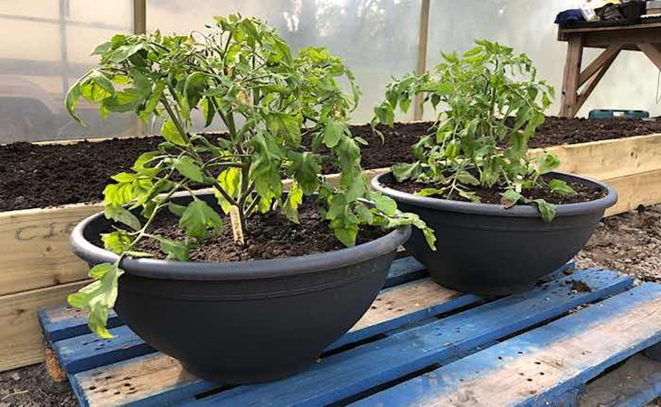 Tomato Maskotka growing in pots