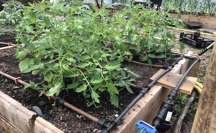 Tomato Maskotka in a raised bed