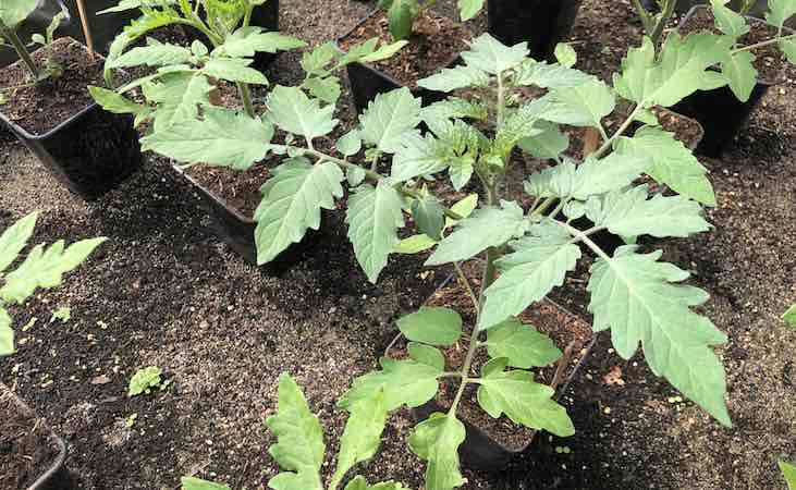 growing tomato plants in the polytunnel