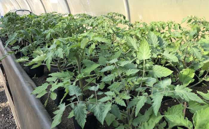 Tomato plants on a heat bench