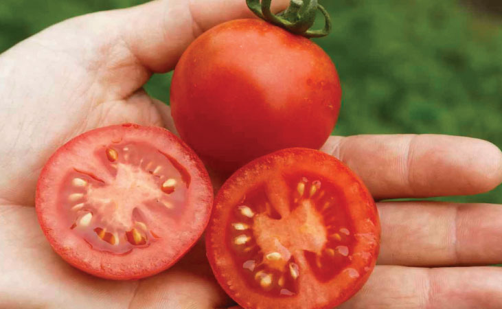 Resibella tomatoes, whole and sliced open