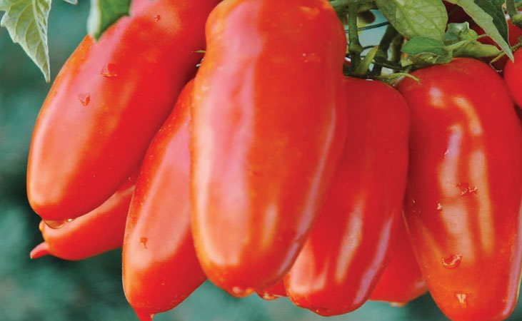 San Marzano tomatoes