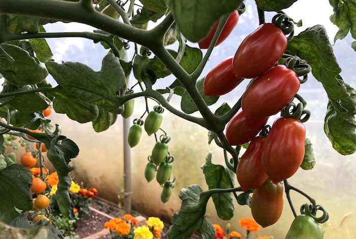 How to grow tomatoes in a polytunnel