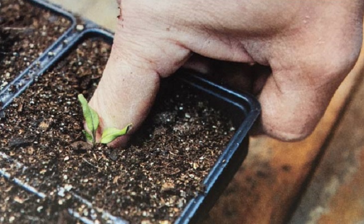 checking moisture under seedlings