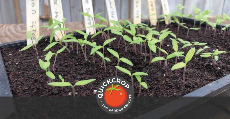 Tomato seedlings in a tray - header image