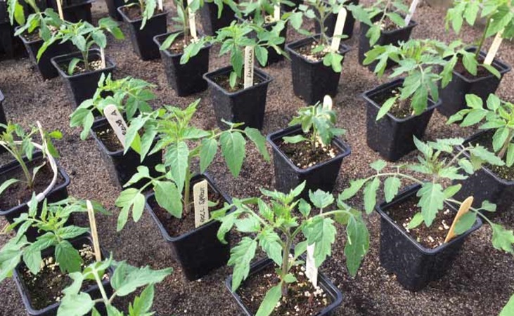 Tomato seedlings