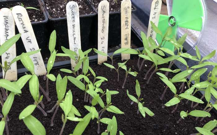 Tomato Seedlings in tray