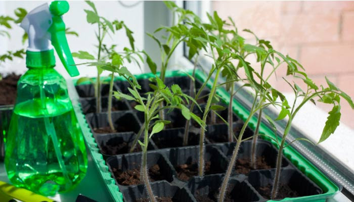 Leggy tomato seedlings