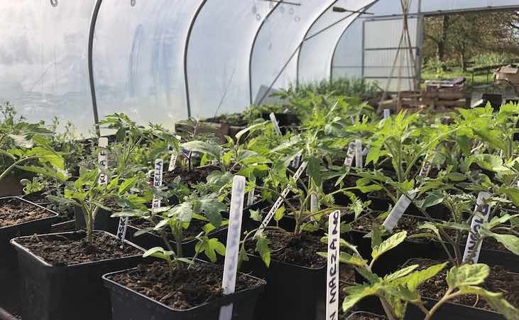 Tomato seedlings in the polytunnel