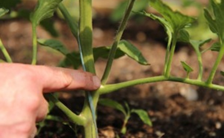 Tomato sideshoots