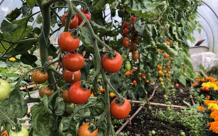 healthily growing Tomatoes