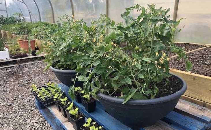Tomatoes growing in containers Tomatoes growing in containers