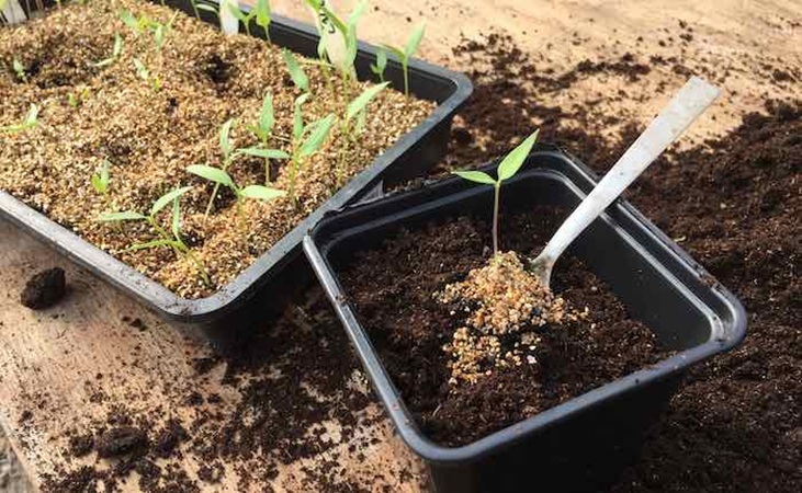 Transplanting chilli seedling to a larger pot