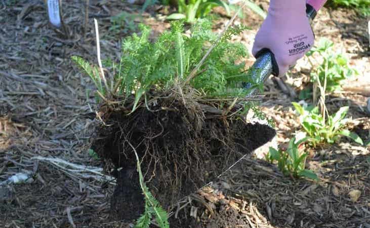 transplanting perennials